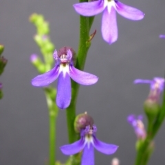 Lobelia gibbosa (Tall Lobelia) at Hackett, ACT - 26 Nov 2010 by waltraud