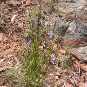 Lobelia gibbosa at Hackett, ACT - 26 Nov 2010 11:18 AM