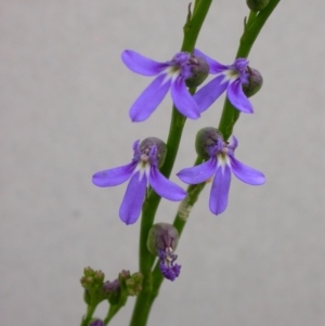 Lobelia gibbosa at Hackett, ACT - 26 Nov 2010 11:18 AM