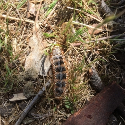 Pterolocera leucocera (Pterolocera leucocera) at QPRC LGA - 29 Oct 2017 by Floramaya