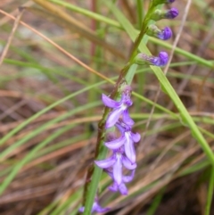 Lobelia gibbosa (Tall Lobelia) at Hackett, ACT - 29 Nov 2010 by waltraud