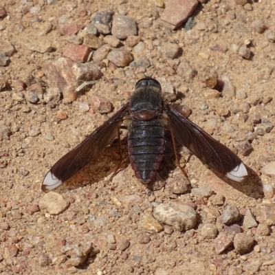 Comptosia stria (A bee fly) at Red Hill Nature Reserve - 30 Oct 2017 by roymcd