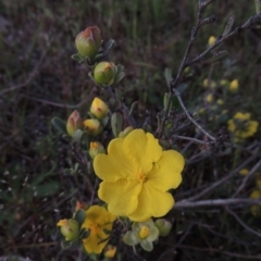 Hibbertia obtusifolia (Grey Guinea-flower) at Rob Roy Range - 24 Oct 2017 by member211