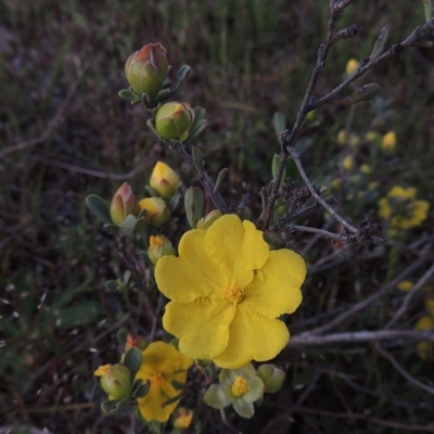 Hibbertia obtusifolia (Grey Guinea-flower) at Conder, ACT - 24 Oct 2017 by member211