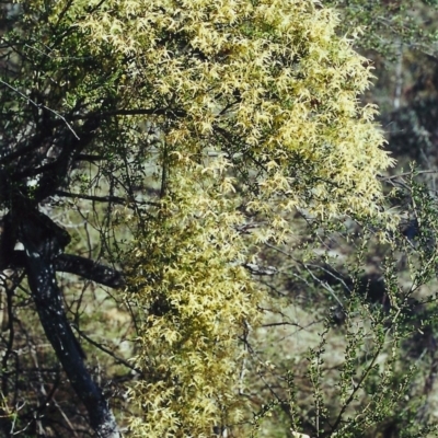 Clematis leptophylla (Small-leaf Clematis, Old Man's Beard) at Conder, ACT - 3 Sep 2000 by michaelb