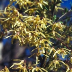 Clematis leptophylla at Conder, ACT - 4 Sep 2000