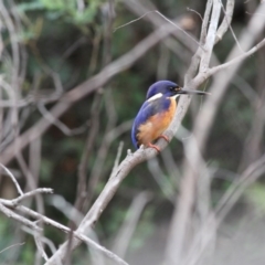 Ceyx azureus (Azure Kingfisher) at Coree, ACT - 27 Oct 2017 by LukeMcElhinney