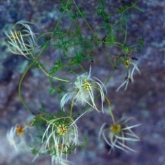 Clematis leptophylla (Small-leaf Clematis, Old Man's Beard) at Tuggeranong Hill - 18 Dec 2000 by michaelb