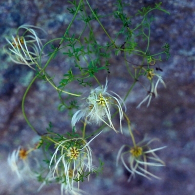 Clematis leptophylla (Small-leaf Clematis, Old Man's Beard) at Conder, ACT - 19 Dec 2000 by MichaelBedingfield