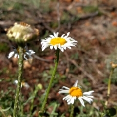 Brachyscome diversifolia var. diversifolia (Large-headed Daisy) at Canberra Central, ACT - 30 Oct 2017 by MattM