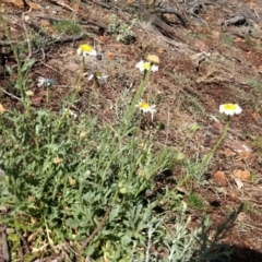 Brachyscome diversifolia var. diversifolia at Canberra Central, ACT - 31 Oct 2017 09:30 AM