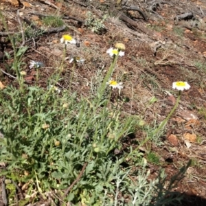 Brachyscome diversifolia var. diversifolia at Canberra Central, ACT - 31 Oct 2017 09:30 AM