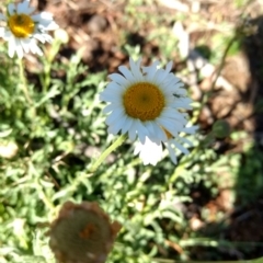 Brachyscome diversifolia var. diversifolia at Canberra Central, ACT - 31 Oct 2017 09:30 AM