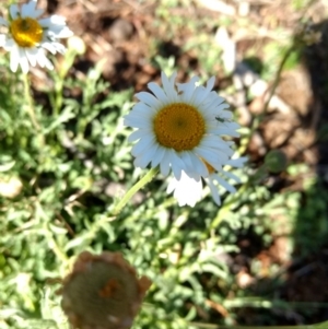 Brachyscome diversifolia var. diversifolia at Canberra Central, ACT - 31 Oct 2017 09:30 AM