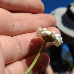 Brachyscome diversifolia var. diversifolia at Canberra Central, ACT - 31 Oct 2017 09:30 AM