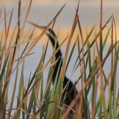 Anhinga novaehollandiae (Australasian Darter) at Gordon, ACT - 25 Mar 2015 by MichaelBedingfield