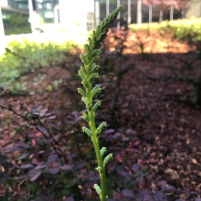 Microtis sp. (Onion Orchid) at Barton, ACT - 30 Oct 2017 by AaronClausen