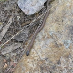 Parasuta dwyeri at Yass River, NSW - 6 Nov 2006 10:13 AM