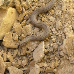 Lialis burtonis at Yass River, NSW - 21 Oct 2007