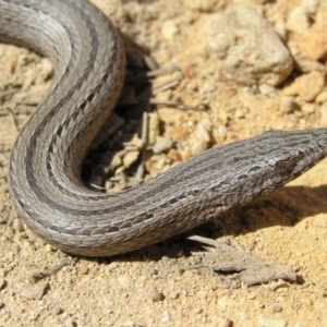 Lialis burtonis at Yass River, NSW - 21 Oct 2007