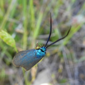 Pollanisus viridipulverulenta at Googong, NSW - 31 Oct 2017