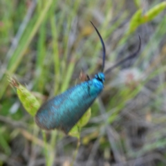 Pollanisus viridipulverulenta at Googong, NSW - 31 Oct 2017