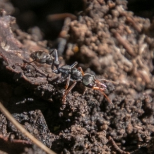 Myrmecia sp., pilosula-group at Paddys River, ACT - 27 Oct 2017 09:41 AM