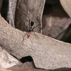 Leptomyrmex erythrocephalus (Spider ant) at Tidbinbilla Nature Reserve - 26 Oct 2017 by SWishart