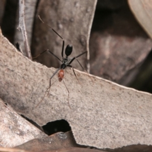 Leptomyrmex erythrocephalus at Paddys River, ACT - 27 Oct 2017