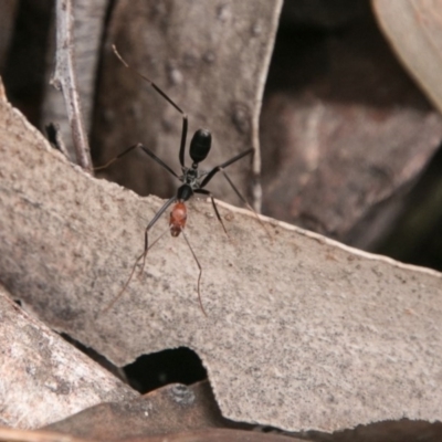 Leptomyrmex erythrocephalus (Spider ant) at Paddys River, ACT - 27 Oct 2017 by SWishart