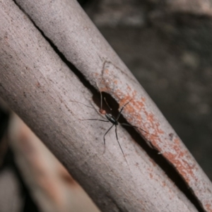 Leptomyrmex erythrocephalus at Paddys River, ACT - 27 Oct 2017