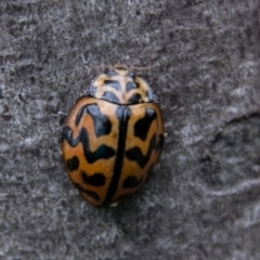 Cleobora mellyi (Southern Ladybird) at Tidbinbilla Nature Reserve - 26 Oct 2017 by SWishart