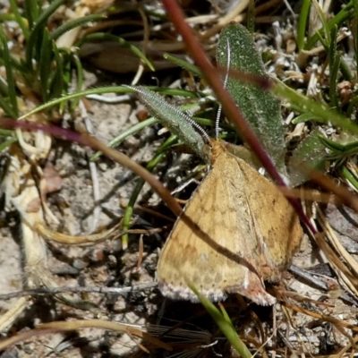 Scopula rubraria (Reddish Wave, Plantain Moth) at QPRC LGA - 31 Oct 2017 by Wandiyali