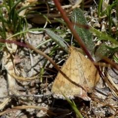 Scopula rubraria (Reddish Wave, Plantain Moth) at Wandiyali-Environa Conservation Area - 31 Oct 2017 by Wandiyali