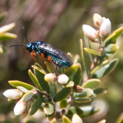 Unverified at Cotter River, ACT - 27 Oct 2017 by SWishart