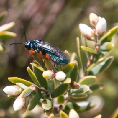 Unidentified at Paddys River, ACT - 27 Oct 2017 by SWishart