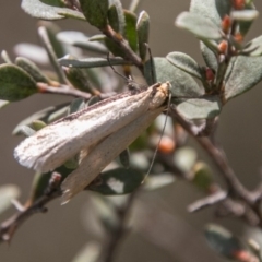 Philobota xiphostola at Namadgi National Park - 27 Oct 2017 by SWishart