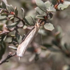 Philobota xiphostola at Paddys River, ACT - 27 Oct 2017