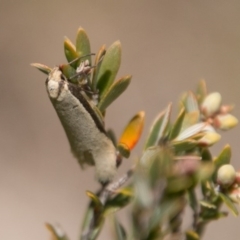 Philobota xiphostola at Paddys River, ACT - 27 Oct 2017