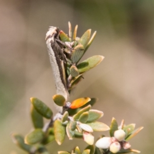 Philobota xiphostola at Paddys River, ACT - 27 Oct 2017 12:20 PM