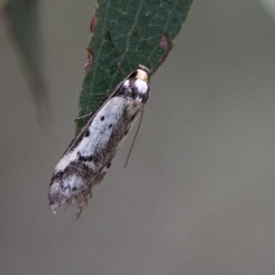 Philobota lysizona (A concealer moth) at Paddys River, ACT - 27 Oct 2017 by SWishart