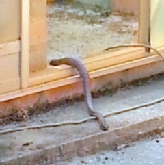 Notechis scutatus (Tiger Snake) at QPRC LGA - 31 Oct 2017 by Varanus