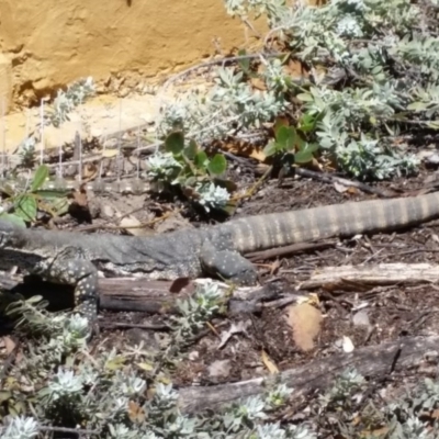 Varanus rosenbergi (Heath or Rosenberg's Monitor) at QPRC LGA - 30 Oct 2017 by Varanus