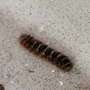 Lepidoptera unclassified IMMATURE moth at Paddys River, ACT - 29 Oct 2017