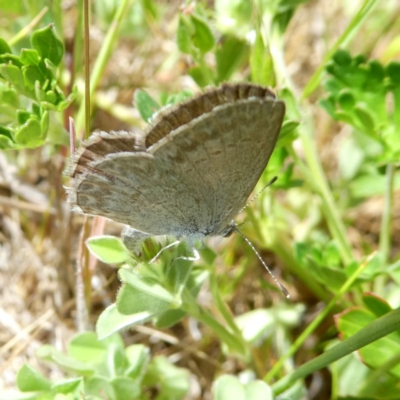 Zizina otis (Common Grass-Blue) at Googong, NSW - 31 Oct 2017 by Wandiyali