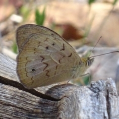 Heteronympha merope (Common Brown Butterfly) at Red Hill, ACT - 29 Oct 2017 by roymcd