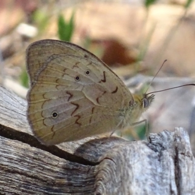 Heteronympha merope (Common Brown Butterfly) at Red Hill Nature Reserve - 29 Oct 2017 by roymcd