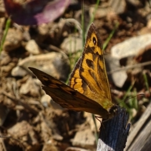 Heteronympha merope at Red Hill, ACT - 29 Oct 2017