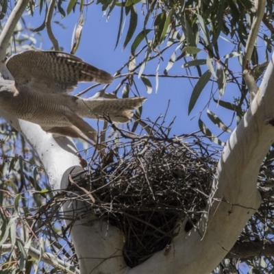 Accipiter cirrocephalus (Collared Sparrowhawk) at ANBG - 31 Oct 2017 by AlisonMilton