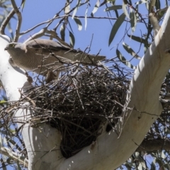 Accipiter cirrocephalus at Acton, ACT - 31 Oct 2017